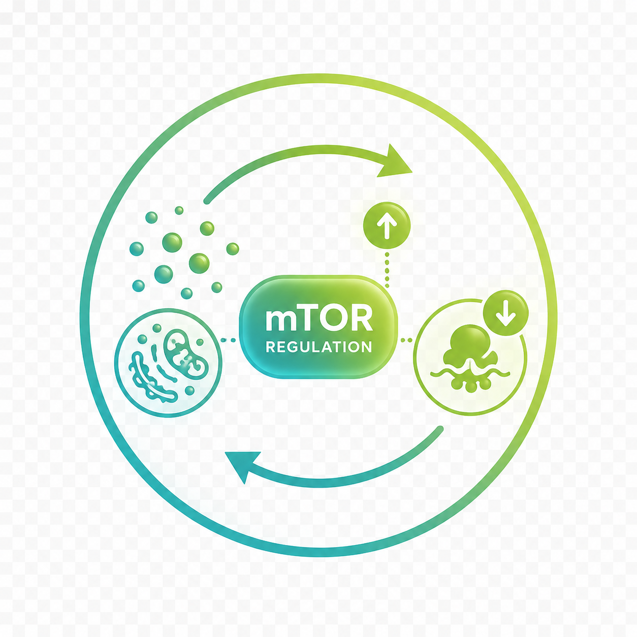 mTOR Regulation